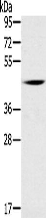 Anti-DUSP10 Rabbit Polyclonal Antibody