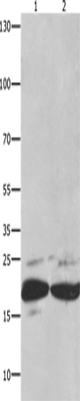 Anti-FADD Rabbit Polyclonal Antibody