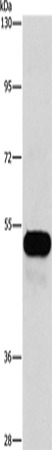 Anti-FLIP Rabbit Polyclonal Antibody