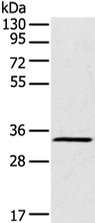 Anti-FOXR2 Rabbit Polyclonal Antibody
