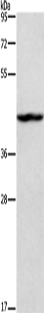 Anti-T Box Protein 20 Rabbit Polyclonal Antibody