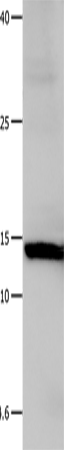 Anti-Galectin 1 Rabbit Polyclonal Antibody