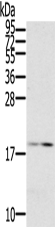 Anti-LGALS2 Rabbit Polyclonal Antibody