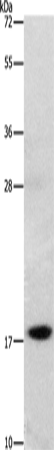 Anti-GRP Rabbit Polyclonal Antibody