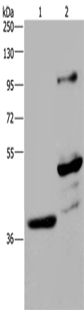 Anti-GAS7 Rabbit Polyclonal Antibody