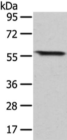 Anti-GRB14 Rabbit Polyclonal Antibody