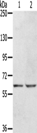 Anti-ERG2 Rabbit Polyclonal Antibody