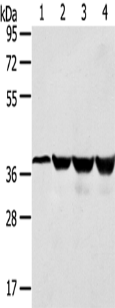 Anti-HMOX2 Rabbit Polyclonal Antibody
