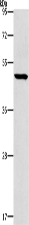 Anti-HOXC10 Rabbit Polyclonal Antibody