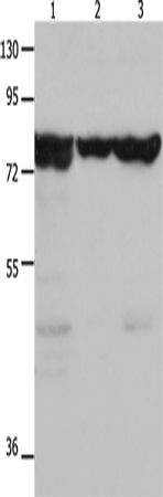 Anti-Hsp75 Rabbit Polyclonal Antibody