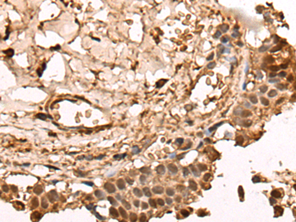 Anti-ICAD Rabbit Polyclonal Antibody