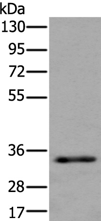 Anti-ICAD Rabbit Polyclonal Antibody
