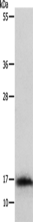 Anti-IL-3 Rabbit Polyclonal Antibody