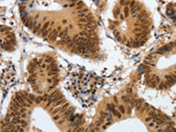 Anti-JAB1 Rabbit Polyclonal Antibody