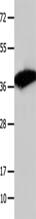 Anti-JAB1 Rabbit Polyclonal Antibody