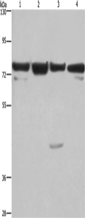 Anti-KLF11 Rabbit Polyclonal Antibody