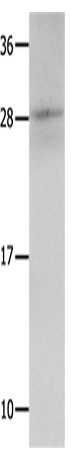 Anti-Kallikrein 15 Rabbit Polyclonal Antibody