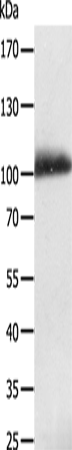 Anti-LRP12 Rabbit Polyclonal Antibody
