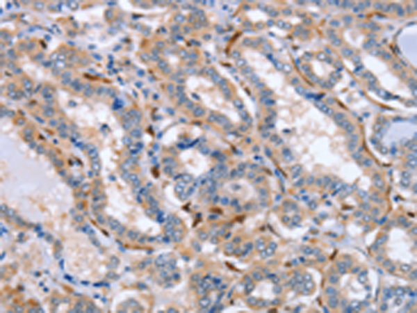 Anti-LXN Rabbit Polyclonal Antibody