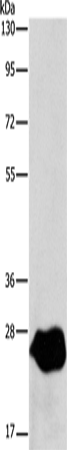 Anti-LXN Rabbit Polyclonal Antibody