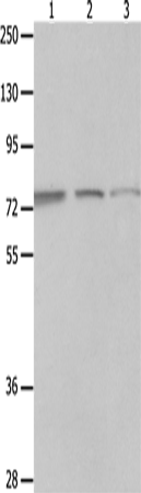 Anti-MAGED1 Rabbit Polyclonal Antibody