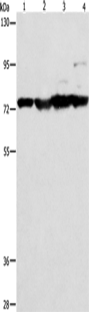 Anti-MMP15 Rabbit Polyclonal Antibody