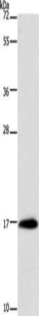 Anti-MYL6 Rabbit Polyclonal Antibody