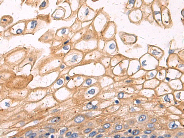 Anti-Occludin Rabbit Polyclonal Antibody