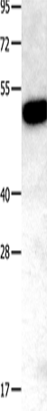 Anti-Osteoprotegerin Rabbit Polyclonal Antibody