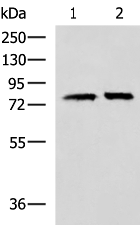 Anti-PADI4 Rabbit Polyclonal Antibody