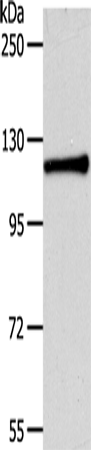 Anti-P cadherin Rabbit Polyclonal Antibody