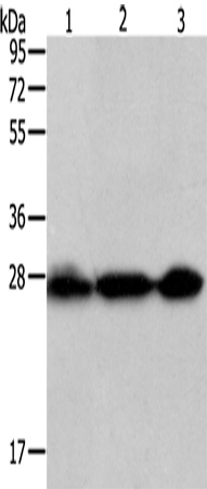 Anti-PDCD10 Rabbit Polyclonal Antibody