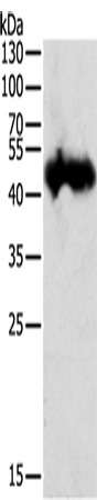 Anti-PEPC Rabbit Polyclonal Antibody