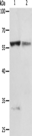 Anti-PRCP Rabbit Polyclonal Antibody