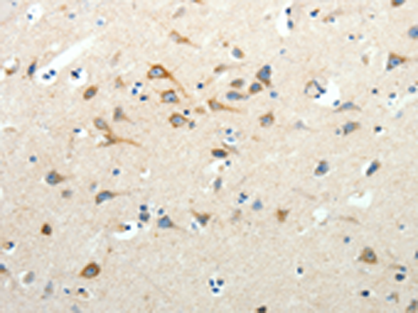 Anti-SCG3 Rabbit Polyclonal Antibody
