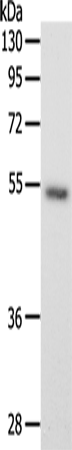 Anti-SCG3 Rabbit Polyclonal Antibody
