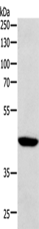 Anti-SOX7 Rabbit Polyclonal Antibody