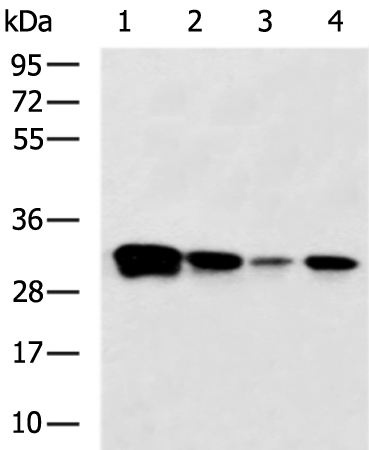 Anti-Spindlin 1 Rabbit Polyclonal Antibody
