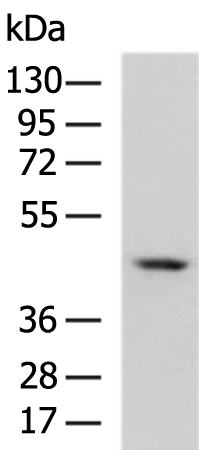Anti-synaptotagmin 5 Rabbit Polyclonal Antibody