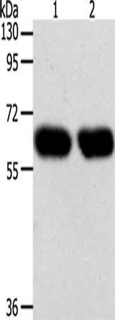 Anti-Synaptotagmin 7 Rabbit Polyclonal Antibody