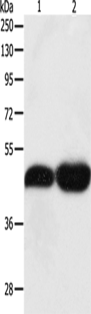 Anti-Tektin 1 Rabbit Polyclonal Antibody