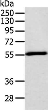 Anti-TRAF2 Rabbit Polyclonal Antibody