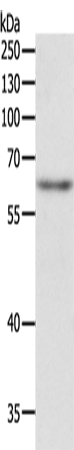 Anti-CIKS Rabbit Polyclonal Antibody