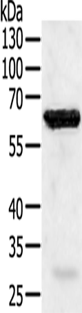 Anti-TRAF5 Rabbit Polyclonal Antibody