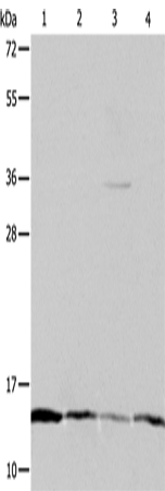 Anti-ATP5IF1 Rabbit Polyclonal Antibody