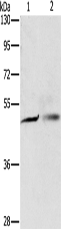 Anti-PGBD4 Rabbit Polyclonal Antibody