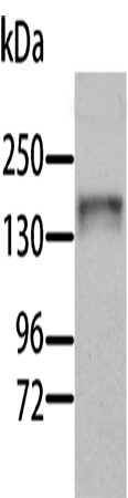 Anti-Aldehyde Oxidase Rabbit Polyclonal Antibody