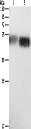 Anti-ORM1 Rabbit Polyclonal Antibody