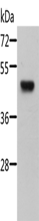Anti-STRADB Rabbit Polyclonal Antibody