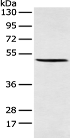 Anti-AMDHD2 Rabbit Polyclonal Antibody